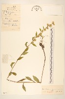 興安一枝黃花藏品圖，第1張