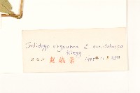 興安一枝黃花藏品圖，第3張