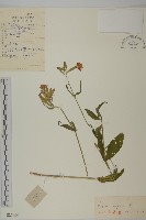 淺裂剪秋蘿藏品圖，第1張