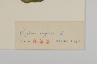 淺裂剪秋蘿藏品圖，第3張