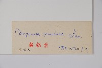 紫斑風鈴草藏品圖，第2張