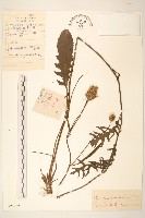 草地麻花頭藏品圖，第1張