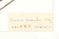 草地麻花頭藏品圖，第3張