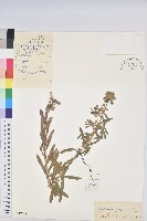 大戟藏品圖，第1張