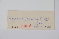 牧根草藏品圖，第2張