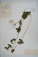 野鳳仙花藏品圖，第1張