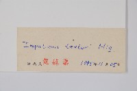 野鳳仙花藏品圖，第2張