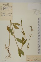 堅硬女婁菜藏品圖，第1張