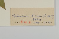 堅硬女婁菜藏品圖，第3張