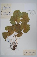 鮮黃連藏品圖，第1張