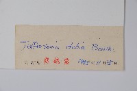 鮮黃連藏品圖，第2張