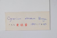 牛皮消、白薇藏品圖，第2張