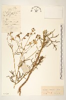 羽葉千里光藏品圖，第1張