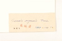 羽葉千里光藏品圖，第3張