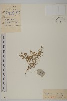 擬漆姑藏品圖，第1張