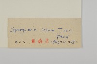 擬漆姑藏品圖，第3張