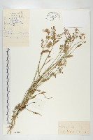 凹果菥蓂、遏藍菜藏品圖，第1張