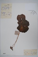 鮮黃連藏品圖，第1張