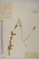 狗筋麥瓶草藏品圖，第1張