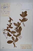 大葉小蘗藏品圖，第1張