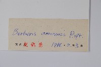 大葉小蘗藏品圖，第2張