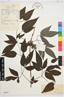 褐毛鐵線蓮藏品圖，第1張