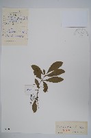 大葉小蘗藏品圖，第1張