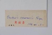 大葉小蘗藏品圖，第2張