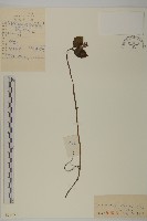 銀線草藏品圖，第1張