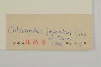 銀線草藏品圖，第3張