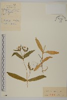 垂梗繁縷藏品圖，第1張