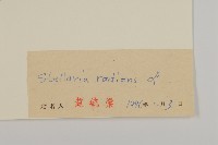 垂梗繁縷藏品圖，第3張