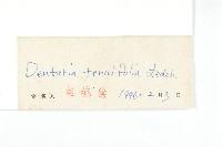 細葉石芥花藏品圖，第3張