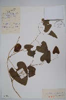 北馬兜鈴藏品圖，第1張