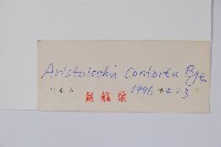 北馬兜鈴藏品圖，第2張