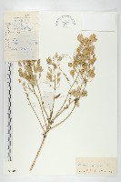 凹果菥蓂、遏藍菜藏品圖，第1張