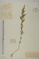 狹葉藜藏品圖，第1張