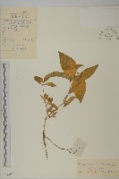 孩兒參藏品圖，第1張