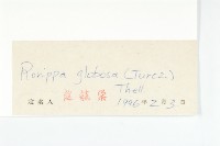 風花菜、球果山芥菜藏品圖，第3張