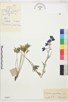 大花飛燕草藏品圖，第1張