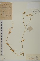 寄奴花藏品圖，第1張