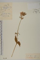 淺裂剪秋蘿藏品圖，第1張