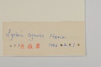 淺裂剪秋蘿藏品圖，第3張