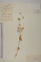 牛繁縷藏品圖，第1張