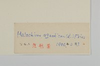 牛繁縷藏品圖，第3張