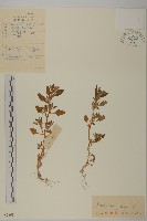 灰綠藜藏品圖，第1張