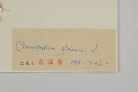 灰綠藜藏品圖，第3張