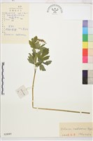 假扁果草藏品圖，第1張