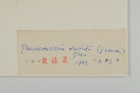 蔓假繁縷藏品圖，第3張