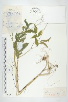 白花碎米薺藏品圖，第1張